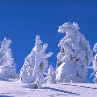 "BrockenSnowedTrees" by Andreas Tille - Own work. Licensed under CC BY-SA 4.0 via Wikimedia Commons - https://commons.wikimedia.org/wiki/File:BrockenSnowedTrees.jpg#/media/File:BrockenSnowedTrees.jpg