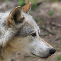 Bild: "Canis lupus Kopf" by Mariofan13 - Own work. Licensed under CC BY-SA 3.0 via Wikimedia Commons - https://commons.wikimedia.org/wiki/File:Canis_lupus_Kopf.JPG#/media/File:Canis_lupus_Kopf.JPG