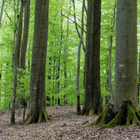 Naturwaldreservat Kleinengelein